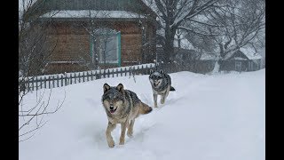 Наблюдение за дикими волками в деревне с вышки [Чернобыльская зона] | Film Studio Aves