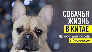 Приют для собак в Гуанчжоу | В Китае едят собак!? | Sakun | Dogshelter United Love