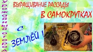 ВЫРАЩИВАНИЕ РАССАДЫ В САМОКРУТКАХ С ЗЕМЛЕЙ!!!