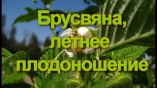 Брусвяна, летнее плодоношение