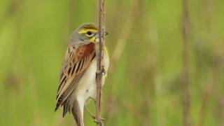 Dickcissel