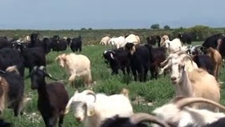 Küçükbaş Hayvancılık - İdeal Keçi Besleme Yöntemleri
