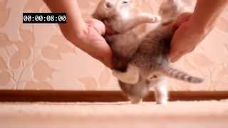 Краш тест котиков (ЖЕСТЬ НЕРЕАЛЬНО)