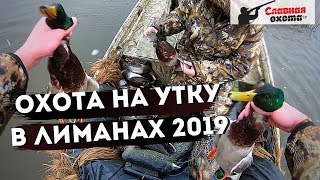 Охота на утку в лиманах 2019\\Охота на утку на Кубани\\Славная охота