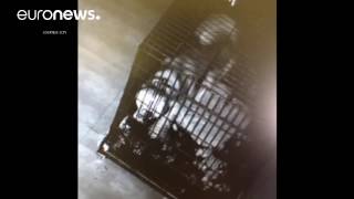 Siberian Husky escapes from Chinese cage