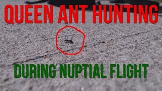 Hunting for Queen Ants In The Summer (Nuptial Flight)