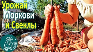 ? Уборка моркови | Урожай моркови