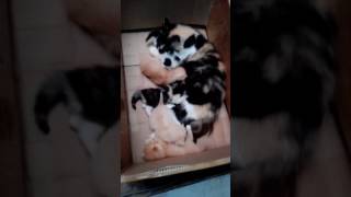Kasih sayang seekor induk kucing sama ke 5 anaknya.."Debby"