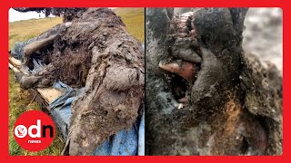 Immaculately Preserved Ice Age Cave Bear Discovered in Russian Arctic