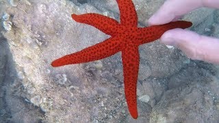 Черногория - Свети Стефан - Подводный мир • Montenegro - Sveti Stefan - Under water