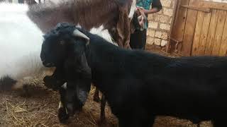 سخونه الطلايق القبرصي والحجازي علي النتايات ..طنطا01273943511..01153553100