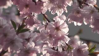 Футаж природа-hd-цветок-растений