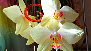 Орхидея Phalaenopsis San Passat. комнатный цветок \ Orchid Phalaenopsis Sun Passat. flower room