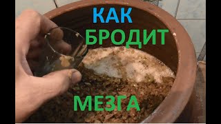 МЕЗГА БРОДИТ АКТИВНО
