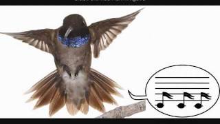 Hummingbirds sing with their tail feathers