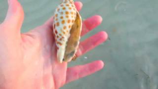 Buried Junonia Treasure