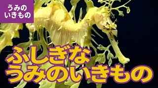 水の生き物（5）不思議な海の生き物：リィーヒィシードラゴン／ウィーディシードラゴン／ヒカリキンメダイ／ブルージェリー／ミズクラゲ／カブトクラゲ／サカサクラゲ／オウムガイ／カブトガニ／クリオネ