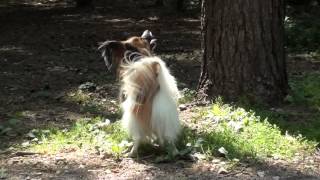 Kennel FCI "DZHERMANOTTA ROYALS".