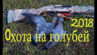 Охота на дикого голубя октябрь 2018 - Wild Pigeon Hunting