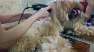 Канал "Я - Грумер". Стрижка пекинеса. Часть 1. Haircut pekingese