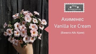 Ахименес Vanilla Ice Cream (Ванилэ Айс Крим)