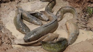 Fishing hunting | A Fisherman Try To Find Fish From Muddy Dry Soil Get Fish A Lot