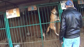 Вольер и кормление (приют для собак "Красная Сосна") АНТУАН НАДЖАРЯН