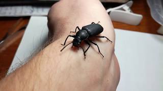 Жуки чернотелки: жук-знахарь, мучной хрущак и зофобас морио