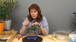 Бонсай из можжевельника (ч.2).