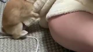 Секс девушки и кролика. ...Кролик топтун.