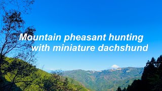 【ミニチュアダックスで狩猟】伊豆半島の山鳥猟・Japanese Mountain Pheasant Hunting