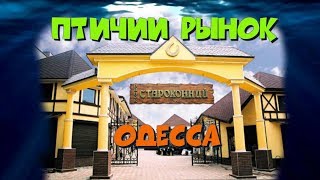 Птичий рынок Одесса. Обзор по рыбкам.