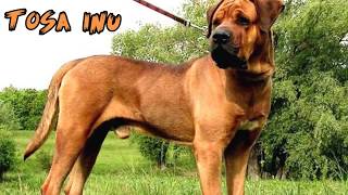 Top 10 Strongest Dogs in the World ?