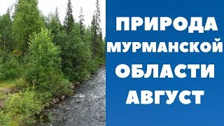 Природа Мурманской области.  Август.