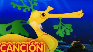 El Dragón de Mar Foliáceo Canción Infantil | ChuChuTV Mundo Marino | Canciones de Animales