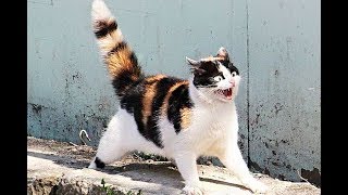 Я РЖАЛ ПОЛ ЧАСА / СМЕШНЫЕ ЖИВОТНЫЕ , КОТЫ СОБАКИ И ДРУГИЕ