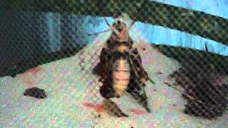 painted lady butterfly hatching from chrysalis