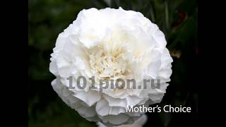 Белые пионы. Сорта.