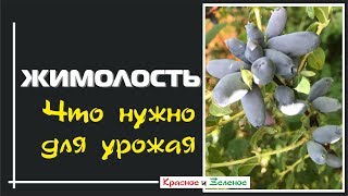 Жимолость. Что нужно для щедрого урожая.