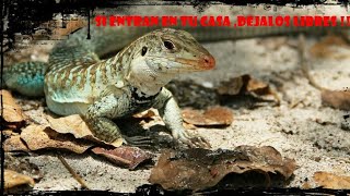 Como conseguir animales para nuestro terrario! 
No capturar especies salvajes !