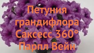 Петуния грандифлора Саксесс 360° Парпл Вейн ? обзор: как сажать, семена петунии