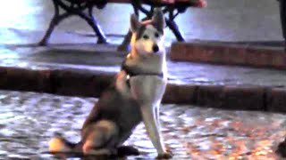 Собака требует какао / Doggie Wants Cocoa
