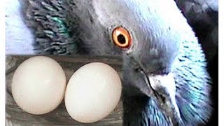 pigeon growing video !