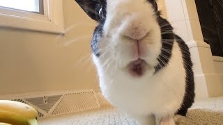 Rabbit eating his favorite foods - Rich Boy Check!