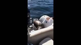Un phoque chassé par des orques se réfugie sur un bateau de plaisance