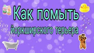 Как помыть йоркширского терьера/Водные процедуры/York Bonya