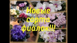 Новые сорта фиалок! Пополнение коллекции!