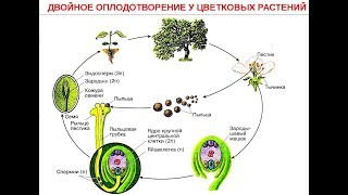 ДВОЙНОЕ ОПЛОДОТВОРЕНИЕ У ЦВЕТКОВЫХ РАСТЕНИЙ. СХЕМЫ И ВИДЕОФРАГМЕНТ.