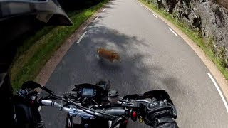 Extreme close call - Motorcycle vs Cat - Tail cut?