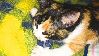 МАСЯ Сосёт Одеяло | Смешные Кошки | Приколы с Котами и Кошками
